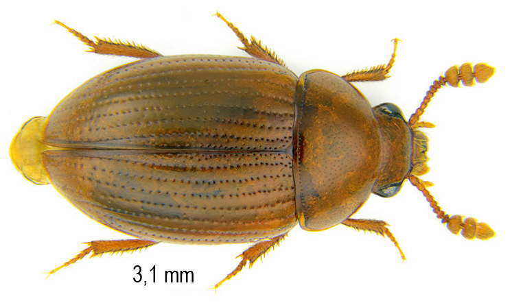 Triarthron maerkelii Maerkel, 1840